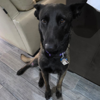 Foto de KIRA