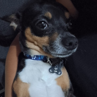 DRACO | Raza Chihuahua | Perdido