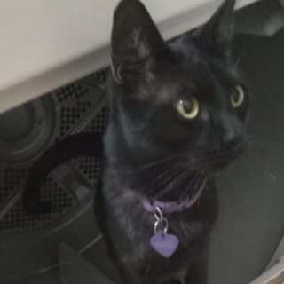 MAVIS | Raza Bombay | Perdida