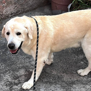  | Raza Labrador | Encontrado