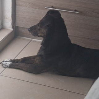 IRVING | Raza Mestizo | Perdido