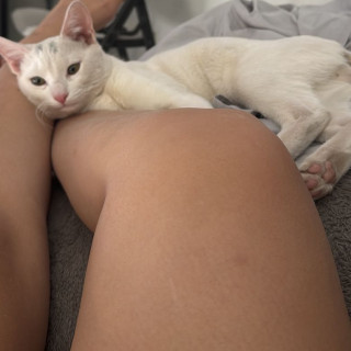VALIKITIO, VALKI O GATO | Raza Doméstico Américano de Pelo Corto | Perdido