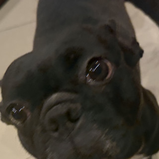 MAYA | Raza Bulldog Francés  | Perdida