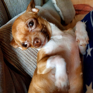 KALA | Raza Chihuahua | Perdida