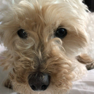 CIELO | Raza Mestiza, cruza de French Poodle con Maltés,  (Maltipoo). | Perdida
