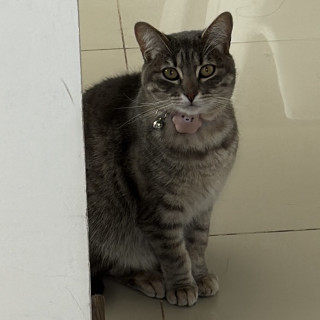 TABITA | Raza Doméstico Américano de Pelo Corto | Final Feliz