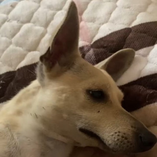  | Raza Mestiza, cruza de Chihuahua | Final Feliz