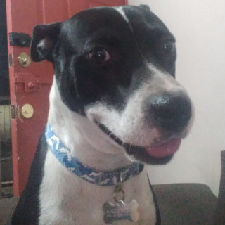 MORRIS | Raza American Pitbull Terrier | Final Feliz