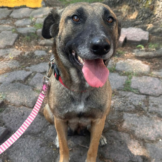 Foto de LAIKA