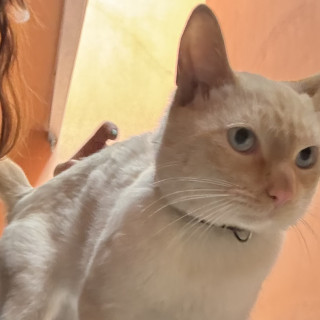  | Raza Aslan punto flama | Encontrado