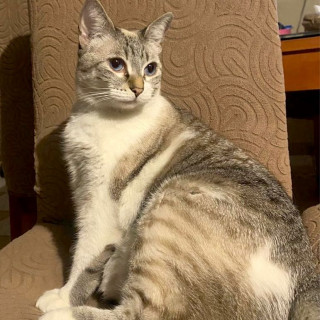 HERSHEY | Raza Aslan o Siamés Moderno Punto Tabby | Perdida