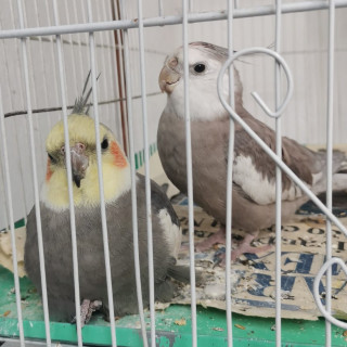 MOONY Y KIWI | Raza Ninfas | Perdido