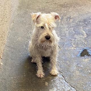 ROLLIS | Raza Schnauzer | Perdido