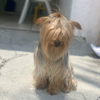 FRIDA | Raza Yorkshire Terrier (Yorkie) | Perdida