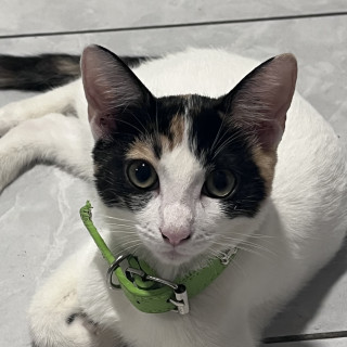 Foto de NALA