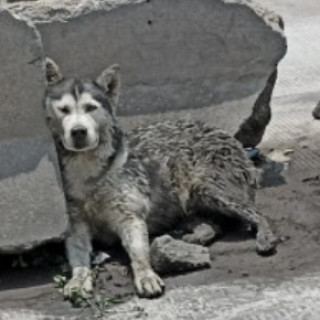  | Raza Husky Siberiano | Encontrada