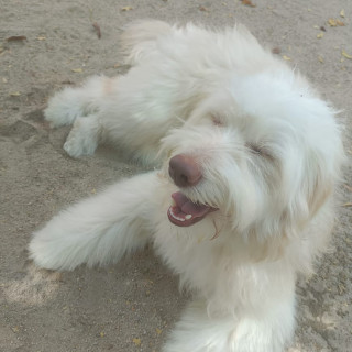 WALLY | Raza Mestizo, cruza de French Poodle con Husky Siberiano | Final Feliz