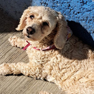 CAMILA | Raza French Poodle o Caniche | Perdida