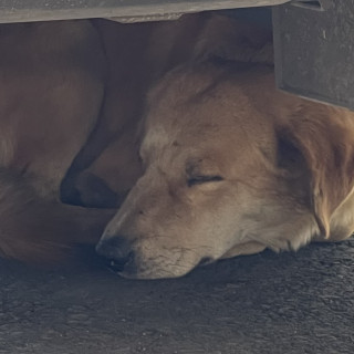  | Raza Mestizo, cruza de Golden Retriever | Encontrado