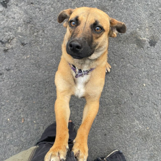 VAN GOGH | Raza Mestizo | En Adopción