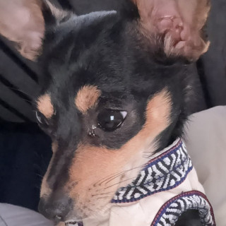 COCA | Raza Chihuahua | Perdida