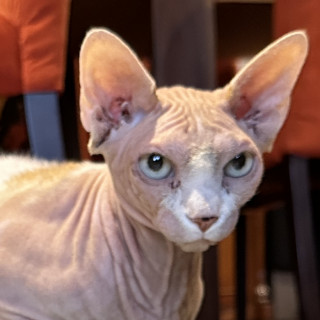 FIFÍ | Raza Sphynx O Esfinge | Perdida
