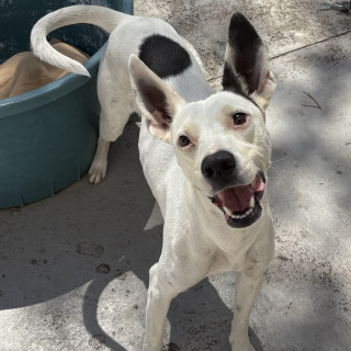 BIZCOCHITO | Raza Mestiza, cruza de American Pitbull Terrier | En Adopción
