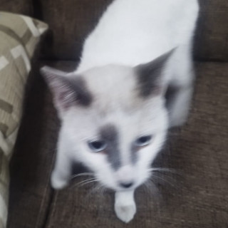  | Raza Domestico Americano de pelo corto | Encontrada