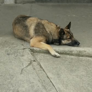  | Raza Mestiza, cruza de Pastor Alemán | Encontrada