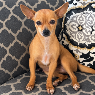 LALITA | Raza Chihuahua | Perdida
