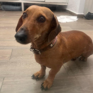  | Raza Dachshund o Salchicha  | Encontrada