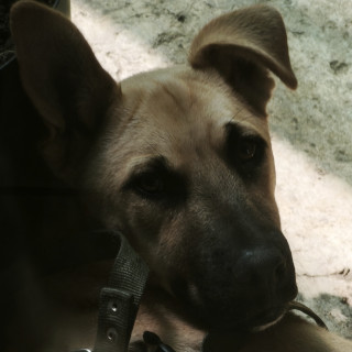 Foto de MILO