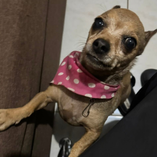 MUÑECA | Raza Chihuahua | Perdida