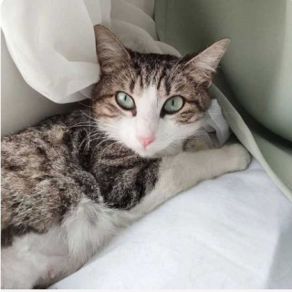 ATENEA | Raza Doméstico Américano de Pelo Corto | En Adopción