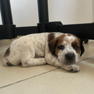 Foto de HERMOSO CACHORRITO