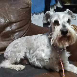  | Raza Schnauzer Miniatura  | Final Feliz