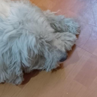 PETUNIA | Raza Mestiza | Perdida