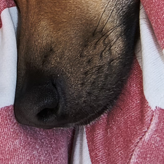 NALA | Raza Mestiza, cruza de Pastor Belga Malinois con Labrador | Perdida