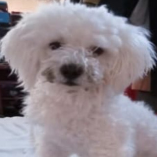 Foto de TOGO