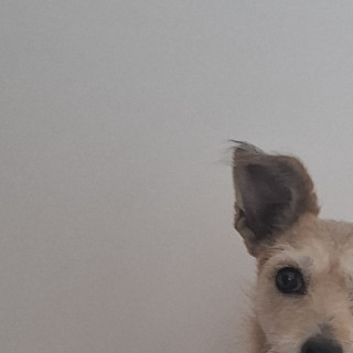  | Raza Mestiza, cruza de Schnauzer | Encontrada