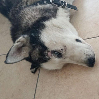  | Raza Husky Siberiano | Encontrado