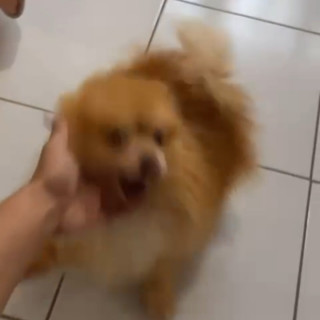 KOBE | Raza Pomerania | Perdido