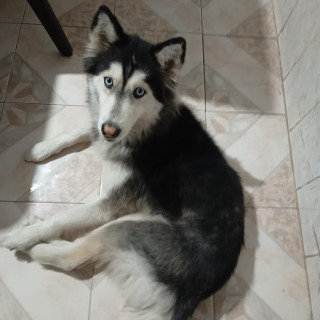 LUNA | Raza Husky Siberiano | Perdida