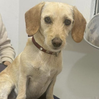 BENY | Raza Mestizo, cruza de Dachshund o Salchicha con Maltés | Perdido