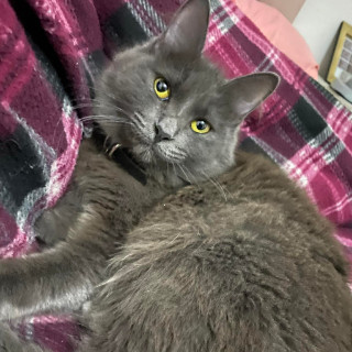 Foto de MOLLY
