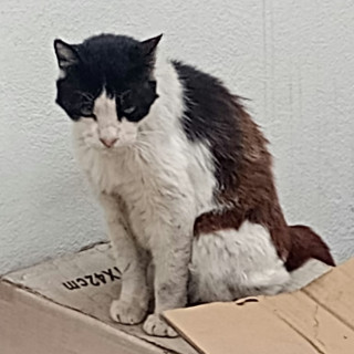 MANCHAS | Raza Doméstico Americano de pelo semilargo | Perdido