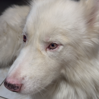 OSO | Raza Malamute de Alaska o Alaskan Malamute | Final Feliz