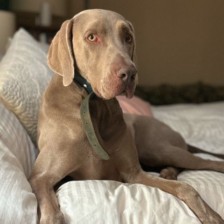 NIKO | Raza Weimaraner  | Perdido