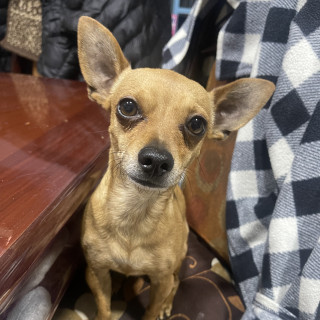 NIÑO | Raza Chihuahua | Perdido