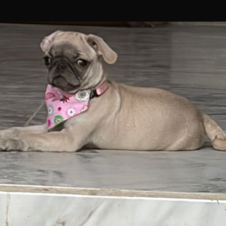 MOLY | Raza Pug o Carlin | Perdida